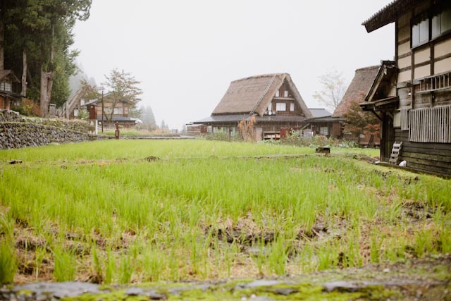 Ainokura rice fields