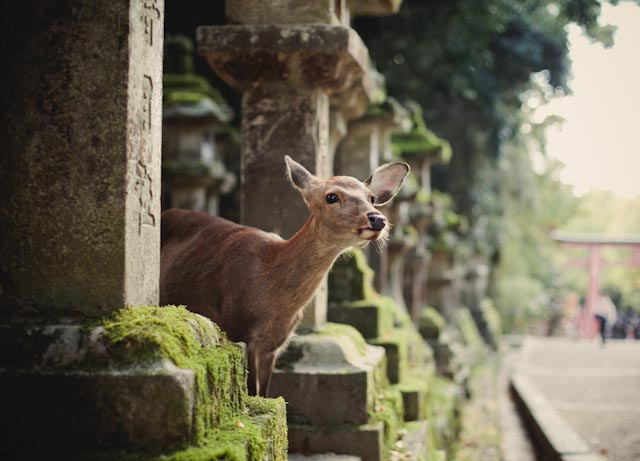 deer in Nara - the cat you and us