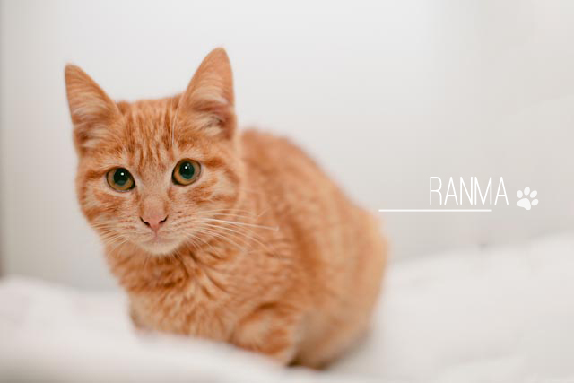 Ranma the little tabby cat - The cat, you and us