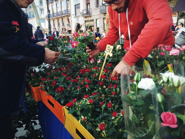 Selling roses for Sant Jordi - The cat, you and us