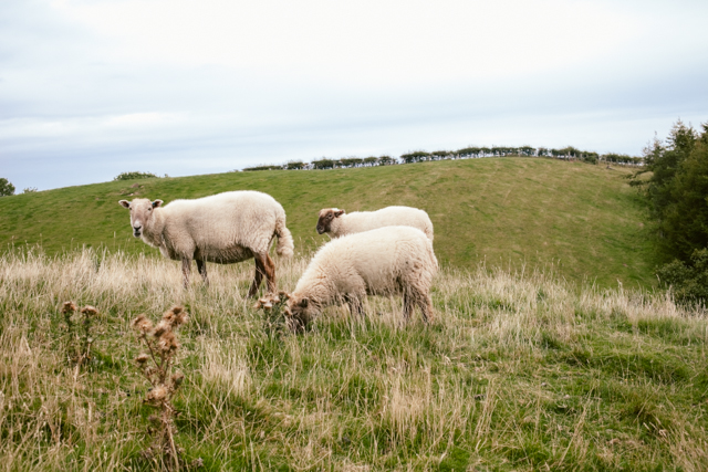 South Wales sheeps - The cat, you and us