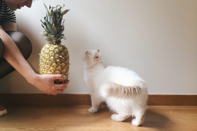 Juno and a pineapple - The cat, you and us