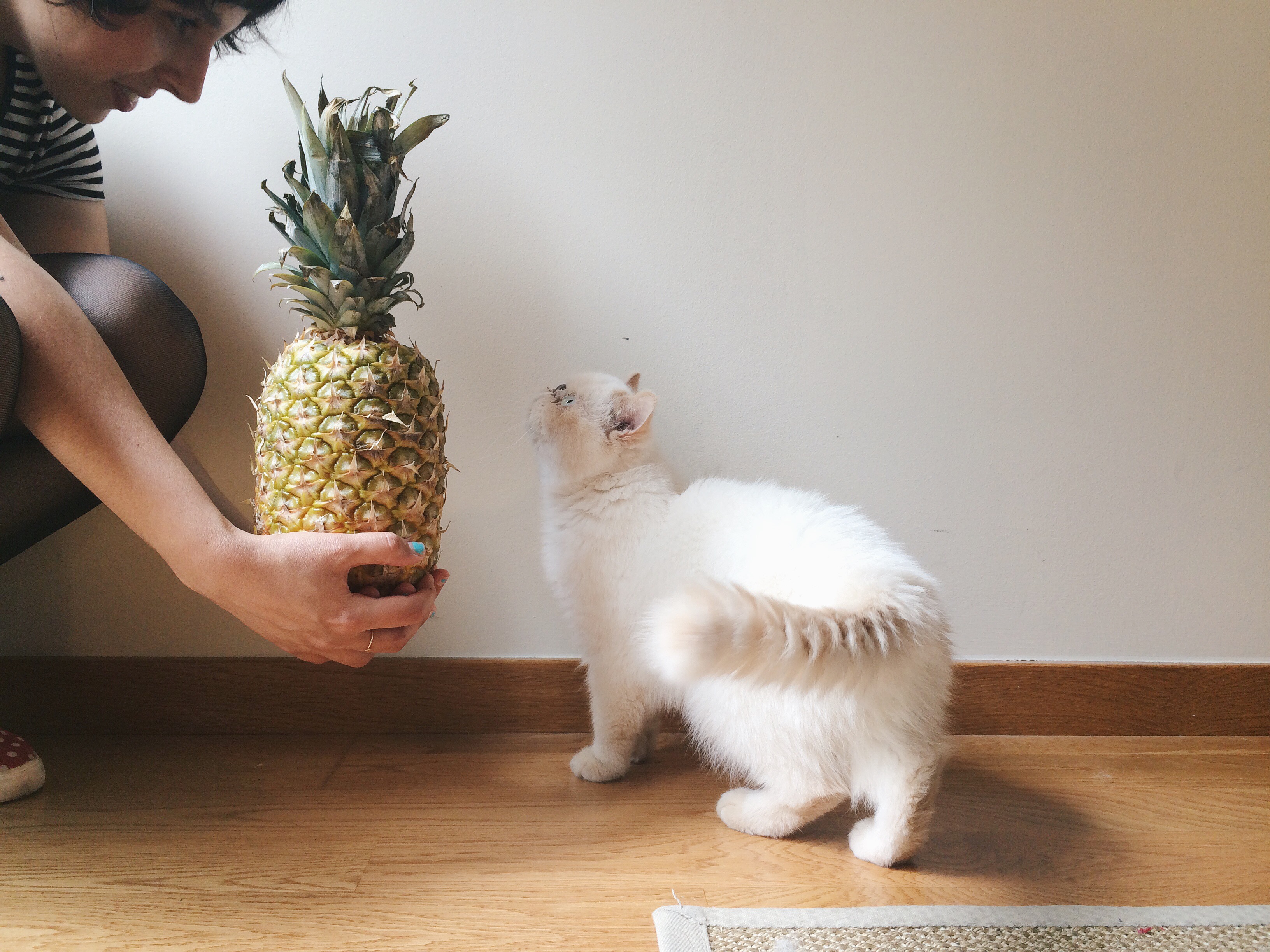 Juno and a pineapple - The cat, you and us