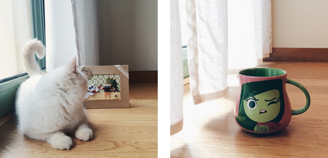 New things at home - The cat, you and us
