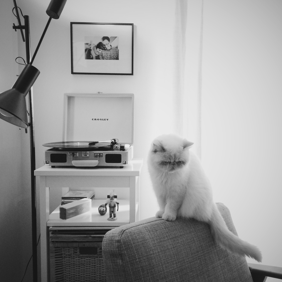 Juno listening to her Crosley turntable - The cat, you and us
