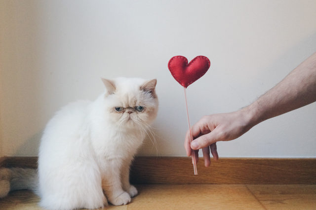 Juno Valentine's day - The cat, you and us
