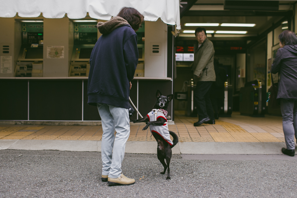 Kamakura station - The cat, you and us