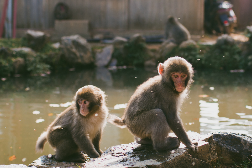 Arashiyama monkey park - The cat, you and us