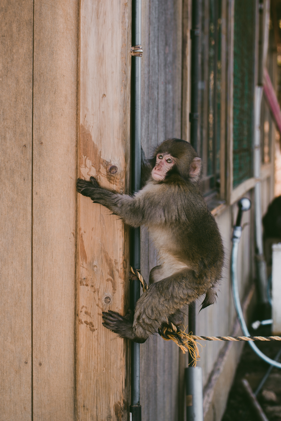 Arashiyama monkey park - The cat, you and us