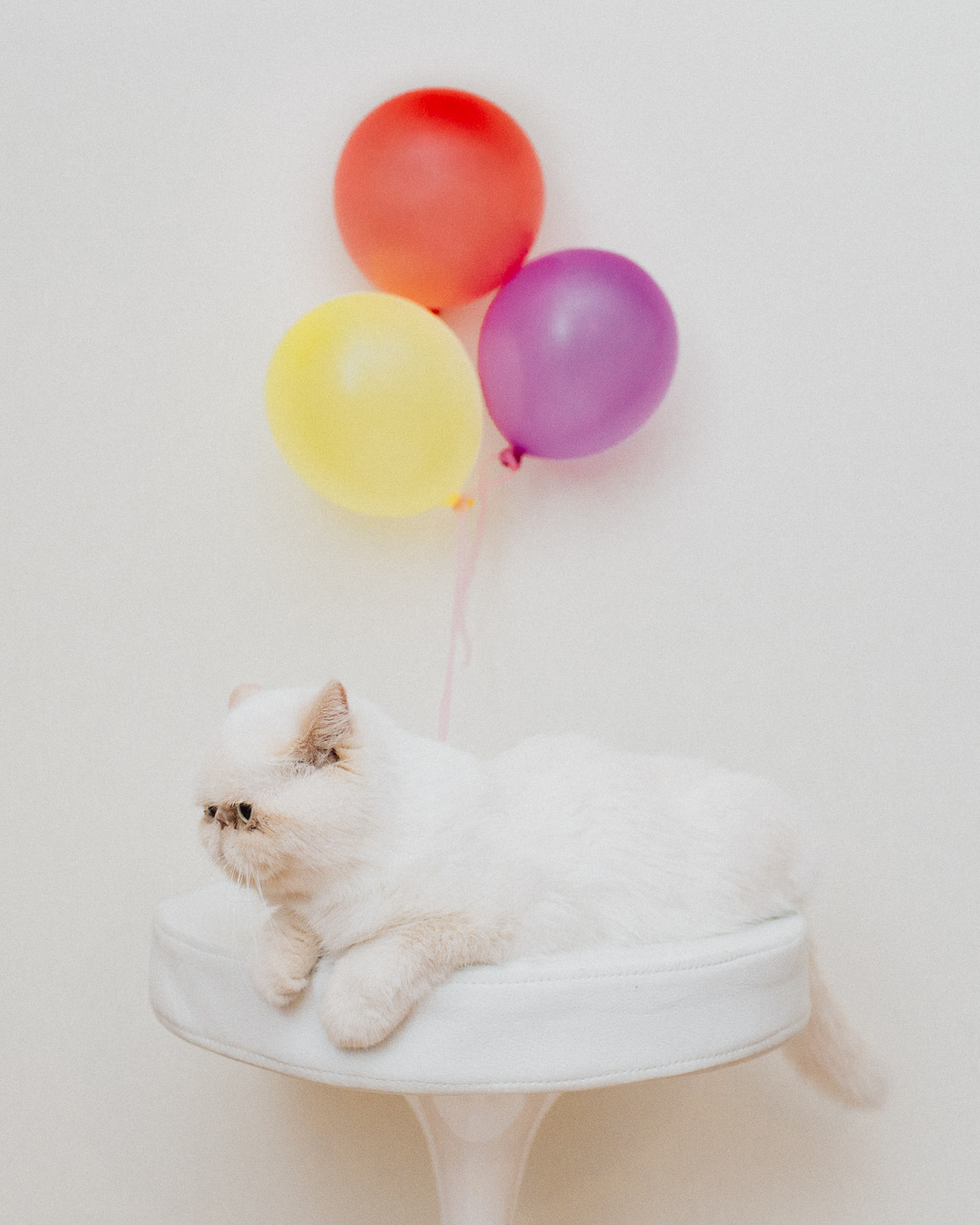 Juno balloons - The cat, you and us
