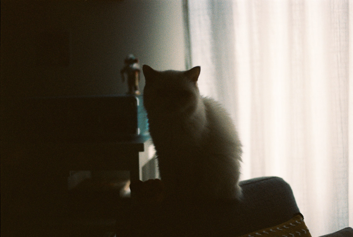 Pentax K-1000 Kodak Portra 400 - The cat, you and us