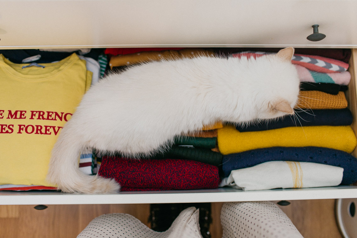 Tidying up with us - The cat, you and us